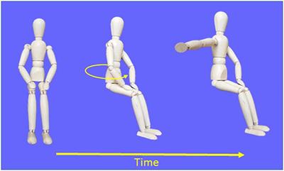 Two Neural Circuits to Point Towards Home Position After Passive Body Displacements